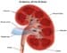 Kidney function and bone loss