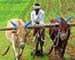 Monsoon deficit comes down to 8%; pulses output will be hit: Pawar