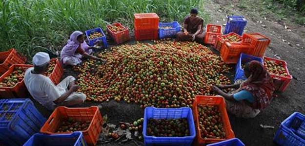 Centre Hikes Minimum Support Prices for Rabi Crops to Boost Production