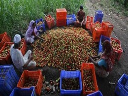Centre Hikes Minimum Support Prices for Rabi Crops to Boost Production Centre Hikes Minimum Support Prices for Rabi Crops to Boost Production