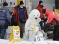 As Shell officials attend Davos, Greenpeace activists shut down petrol pump