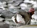 Shree Cement January-March quarter net profit down 19% to Rs 222 crore