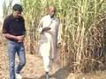 Cabinet approves Rs10 per quintal hike in cane prices for 2014-15