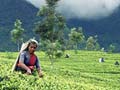 As India's Tea Gains Fans, Focus is on Finding Easier Way to Get It to Them