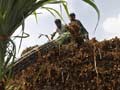 Government's Sugar Policy, World Prices Hinge on Delayed Monsoon