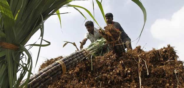 Government Announces Rs 6,268 Crore Subsidy For Sugar Export