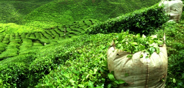 Purple Tea - Is This the Tea of the Future?