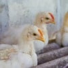 Japan Culls 42,000 Chickens After Second Bird Flu Outbreak