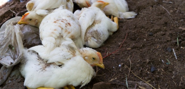 H5N8 Strain of Bird Flu Found in Taiwan
