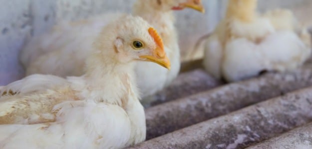 Japan Culls 42,000 Chickens After Second Bird Flu Outbreak