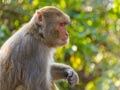 मुंबई : नेशनल पार्क में बंदरों की रहस्यमय मौत, जहर देकर मारने का शक
