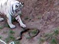 सांप के काटने से प्राणी उद्यान में सफेद बाघ की मौत
