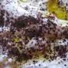 Whipped Feta and Sumac Dip Recipe Whipped Feta and Sumac Dip Recipe