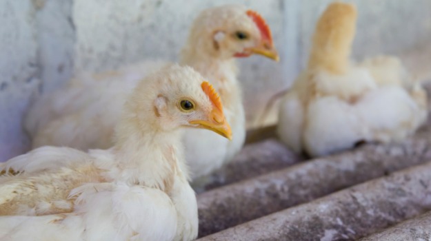 Bird Flu Death Reported in China