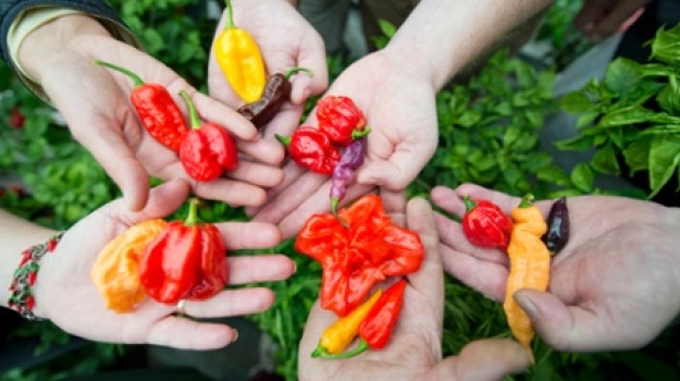 Feeling Hot Hot Hot? Learn to Love Chillies