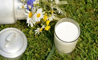 How Good is Milk for Us? A Look at the Science