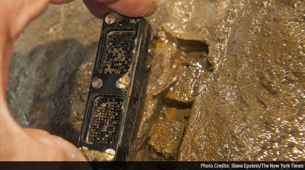 From a Pile of Dirt, Hope for a Powerful New Antibiotic