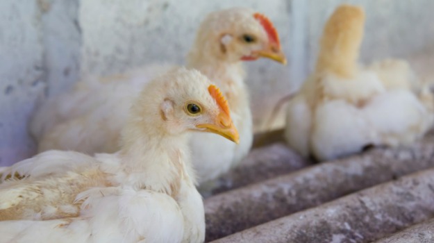 Devastating Bird Flu Threatens US Poultry Farmers