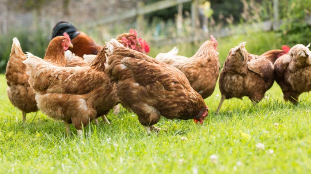 Taiwan to Cull 120,000 Chickens After Bird Flu Outbreak