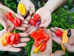 Feeling Hot Hot Hot? Learn to Love Chillies