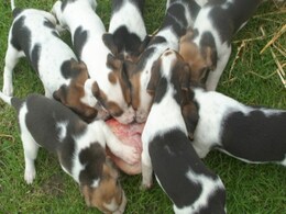 Dogs Bred for Meat in South Korea Rescued Dogs Bred for Meat in South Korea Rescued