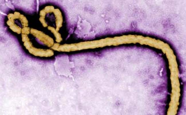 "Spillover Events" From 4 Killer Viruses Like Ebola Will Kill 12 Times More People Than 2050: Study