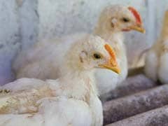 France Reports Outbreak of H5N1 Bird Flu