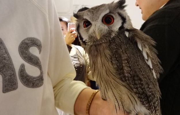 What a Hoot: Sip Coffee and Hang Out With Owls at This Cafe