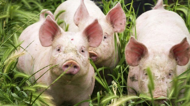 त्रिपुरा में फैला नए किस्म का 'Swine Flu Fever', इलाके के सभी सुअरों को मारने का आदेश जारी