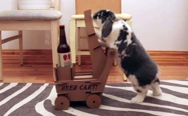 Trending: This Man Taught his Rabbit How to Fetch a Beer