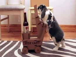 Trending: This Man Taught his Rabbit How to Fetch a Beer Trending: This Man Taught his Rabbit How to Fetch a Beer