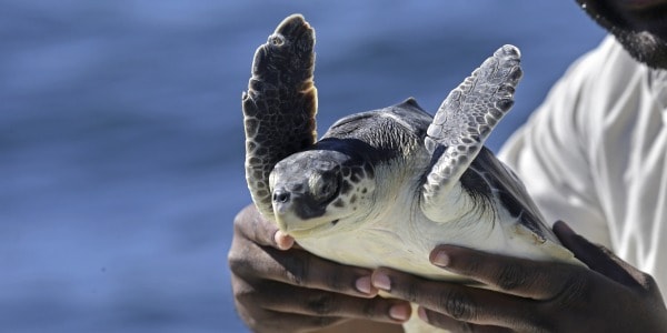 Cold-Stunned Turtles Rehabilitated in New Orleans, Released