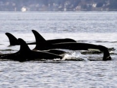 Wily Whales Can Hear Through Their Bones