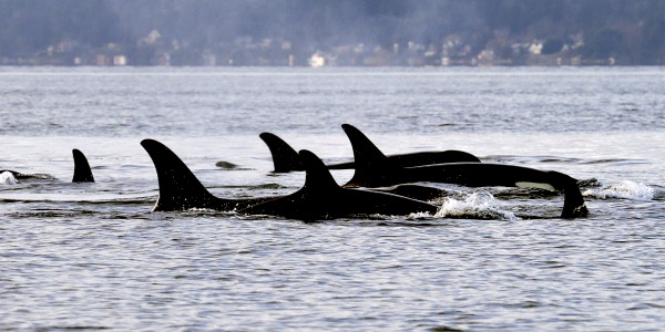 New Zealand and Australia Lead Japan Whaling Protest