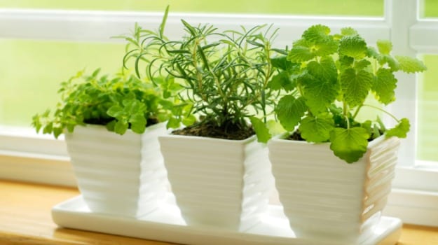 Fresh or Dried Herbs: Which Is A Better Pick?