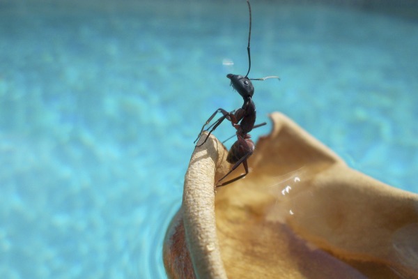 World's First Ant Map Launched in Hong Kong