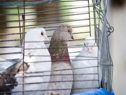 Unfair to Keep Helpless Birds in Cages to Honour a VIP: Haryana Health Minister Unfair to Keep Helpless Birds in Cages to Honour a VIP: Haryana Health Minister