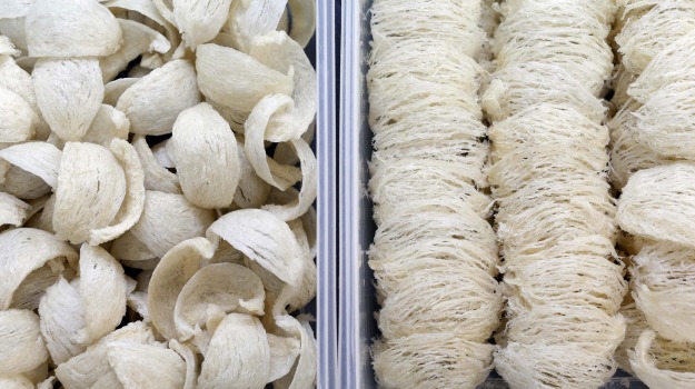 Bird Nests Made with Saliva: One of the World's Most Expensive Foods