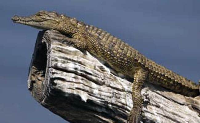 Just Like Humans, Crocodiles Love to Have Fun Too