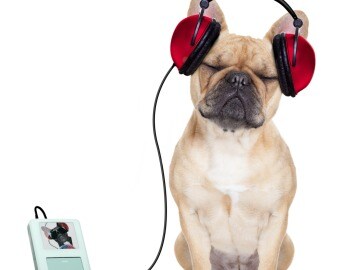 Some Animals 'Enjoy' Music Just Like We Do
