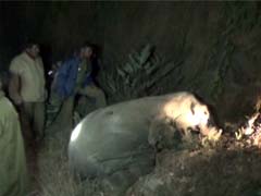 Elephant Calf Killed by Speeding Car in Tamil Nadu