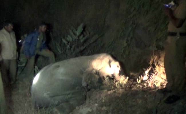 Elephant Calf Killed by Speeding Car in Tamil Nadu