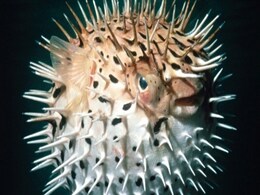 5 Bizarre Cafes You Won't Believe Exist 5 Bizarre Cafes You Won't Believe Exist