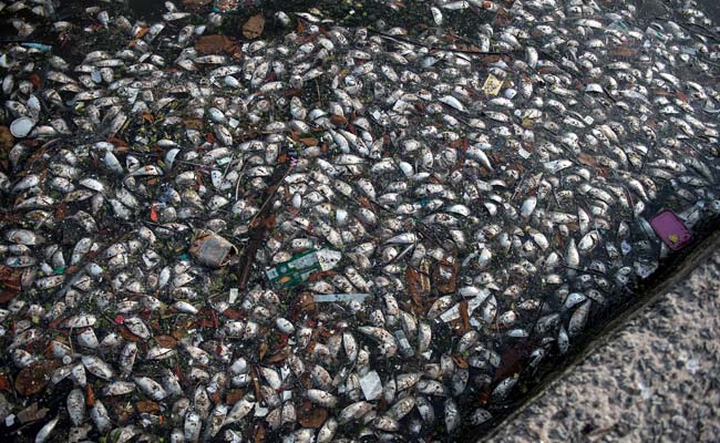 700 Marine Species Threatened by Plastic Debris: Study