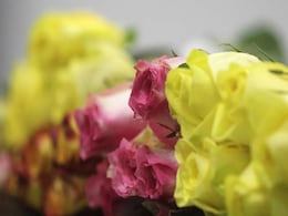 Exotic US Blooms Flourish Amid Roses in Cupid's Bouquet Exotic US Blooms Flourish Amid Roses in Cupid's Bouquet