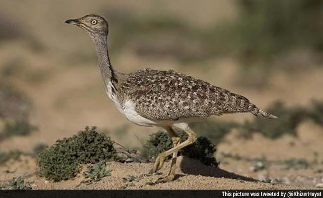 For Saudis and Pakistan, A Bird Of Contention For Saudis and Pakistan, A Bird Of Contention
