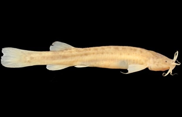 Endangered Cave-Dwelling Fish Species Discovered in Brazil