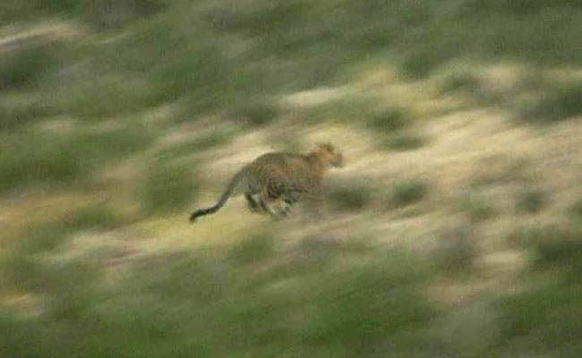 Leopard Caught Alive From Jayalalithaa's Estate Near Nilgiris