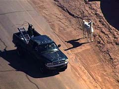 Llamas Go on the Lam in US, Twitter Explodes