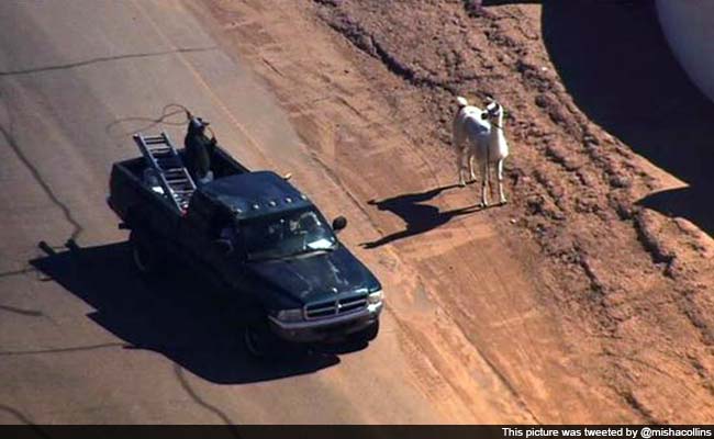 Llamas Go on the Lam in US, Twitter Explodes